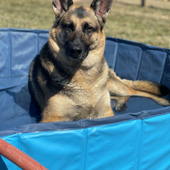 Meet your Posher, Beretta - Picture 1 of 1